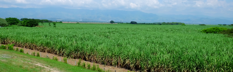 Agropecuario - Estudios Especiales