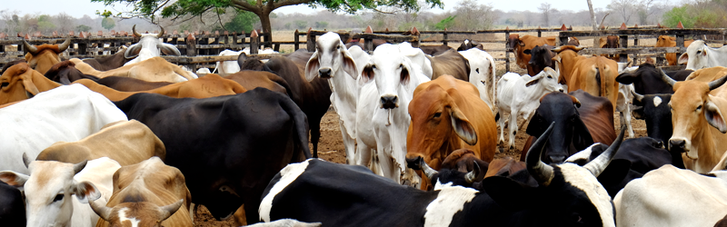 Animal Slaughter Survey