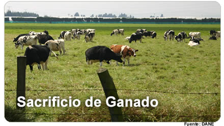 Sacrificio de Ganado – I Trimestre de 2012