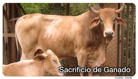 Sacrificio de Ganado – IV Trimestre de 2012