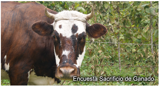 Sacrificio de Ganado – IV Trimestre de 2012 Sacrificio de Ganado – IV Trimestre de 2012
