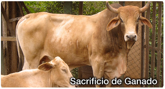 Sacrificio de Ganado – IV Trimestre de 2012