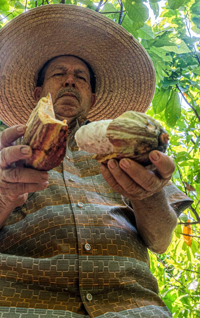 Hombre con sombrero de paja muestra una mazorca de cacao abierta bajo los árboles de la plantación.