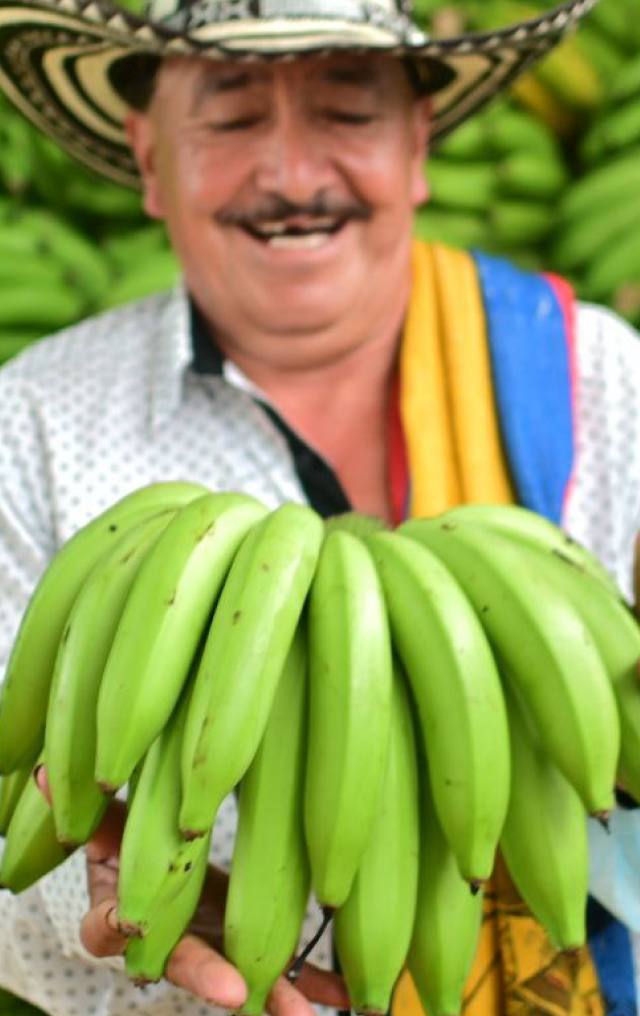 Hombre con sombrero vueltiao y pañoleta tricolor sonríe mientras muestra un racimo de plátanos verdes en una plantación.