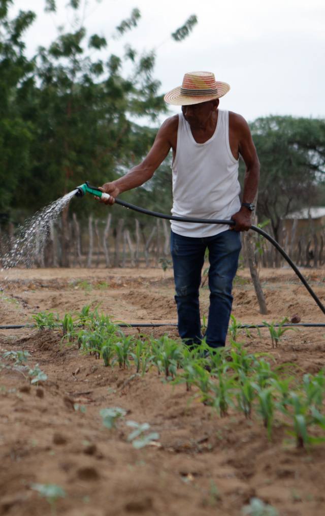 Hombre con sombrero de paja riega cultivos de maíz con una manguera en un terreno árido.