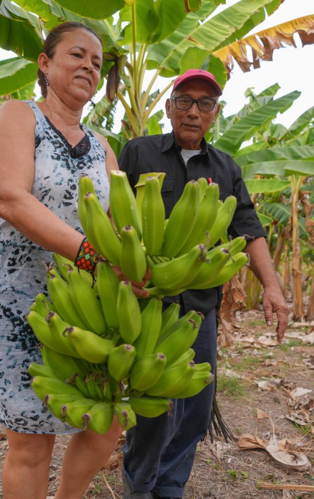 Pareja sostiene un racimo de plátanos verdes en una plantación de banano con palmas al fondo.