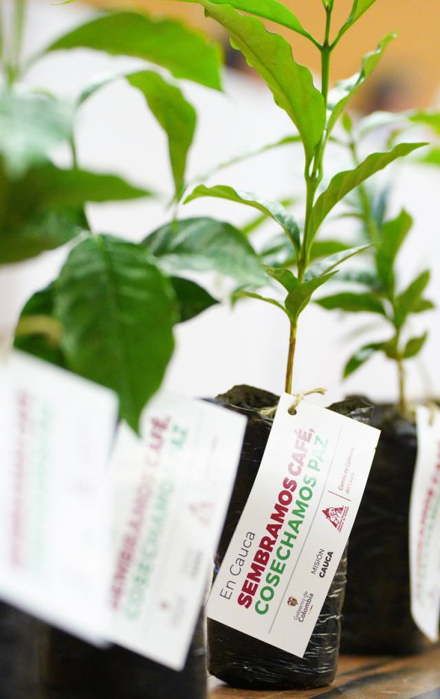 Plántulas de café en bolsas negras con etiqueta: "En Cauca sembramos café, cosechamos paz – Misión Cauca, Gobierno de Colombia".