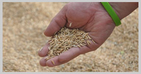 Encuesta nacional de arroz mecanizado