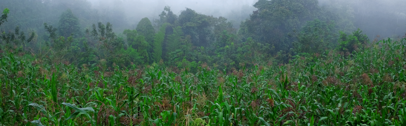 Encuesta agropecuaria en alturas superiores a los 3000 MSN
